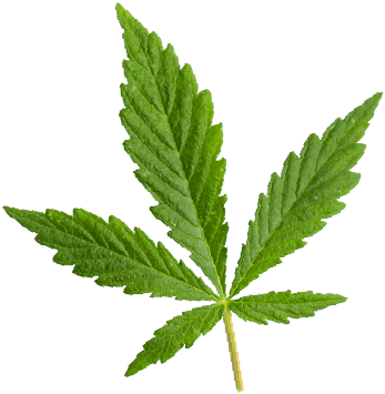 https://vichorticultura.com/wp-content/uploads/2018/12/marijuana_leaf.png